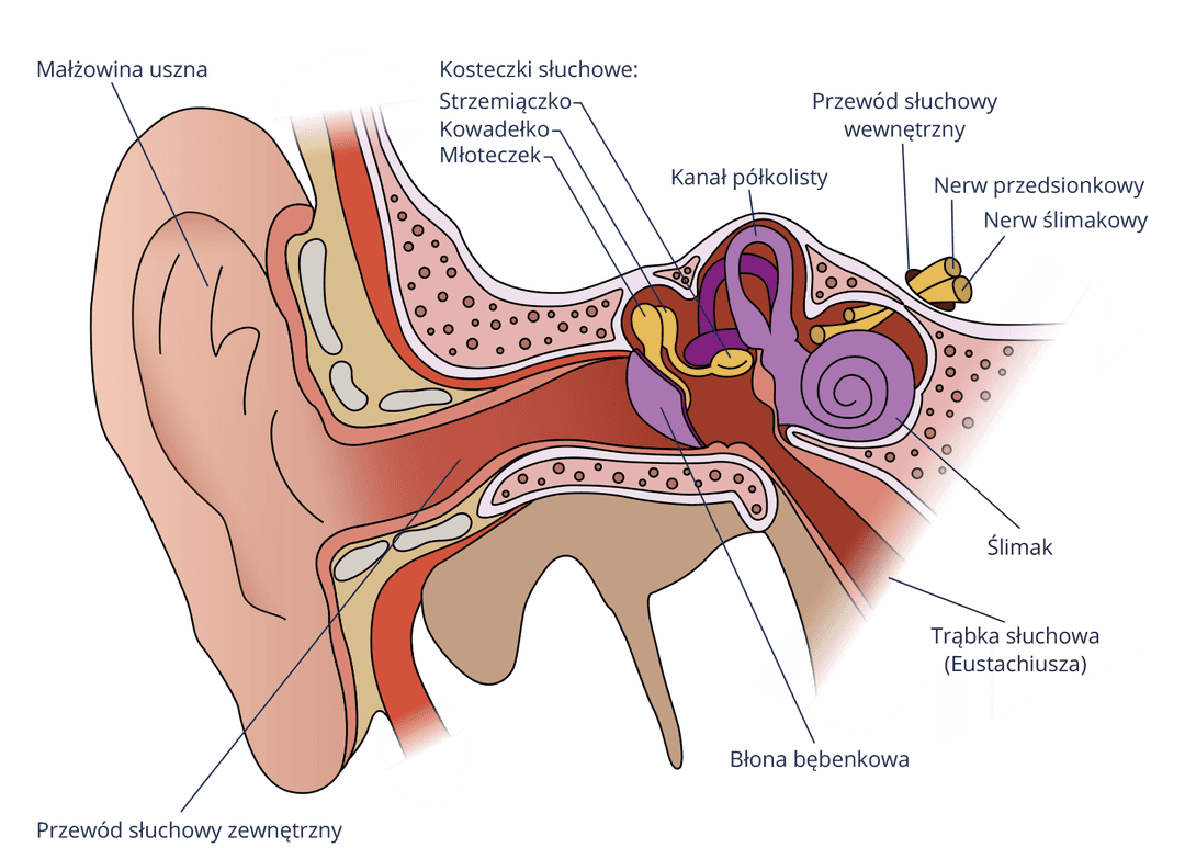 Słuch człowieka: Jak dźwięk staje się informacją w mózgu?